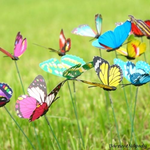 zápich motýlci_v trávě